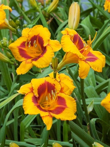 Daylily Fooled Me
Bicolor,Golden Yellow with red eye
24 inches tall
Reilly-Hein 1990